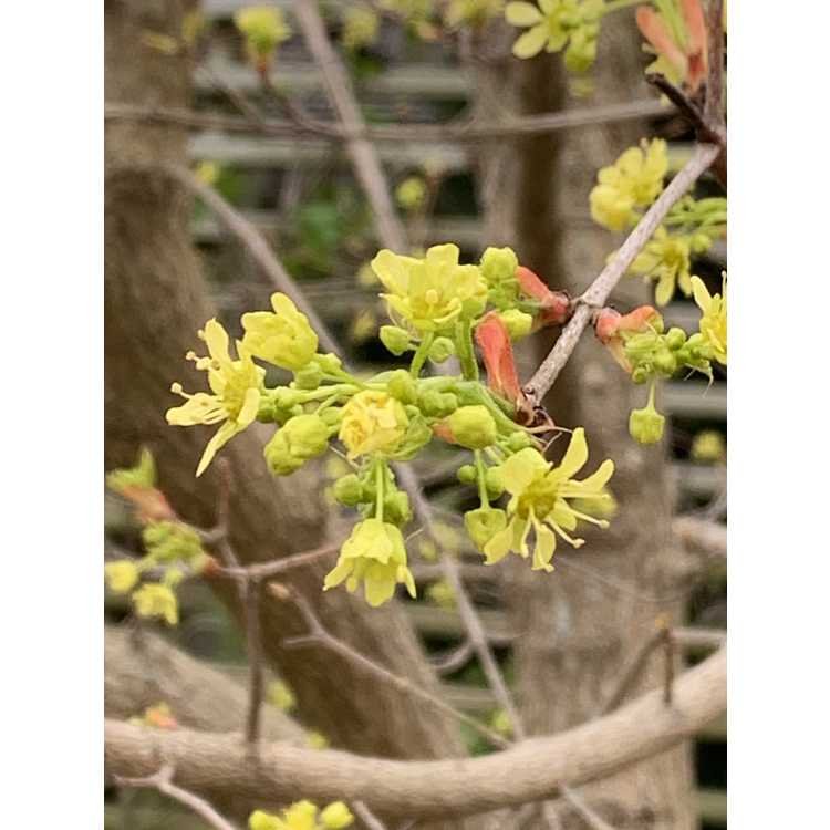 Acer truncatum Golden Dragon