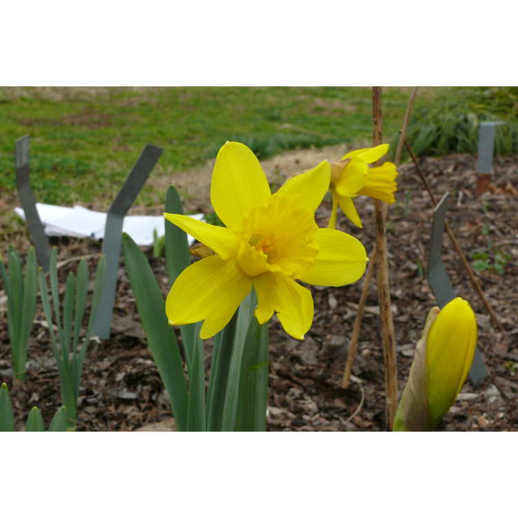 Narcissus 'Barenwyn'