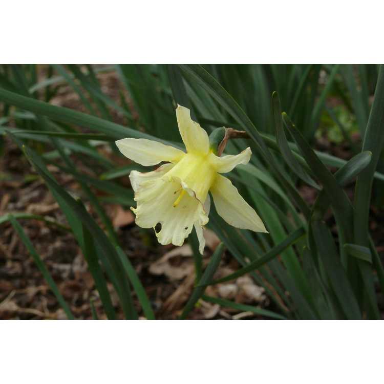 Narcissus W.P. Milner