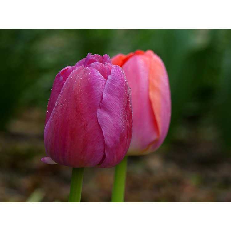 Tulipa (Pride Mixture)