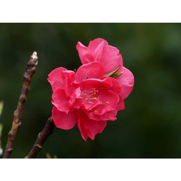 Prunus persica 'NCSU Dwarf Double Red' - flowering peach