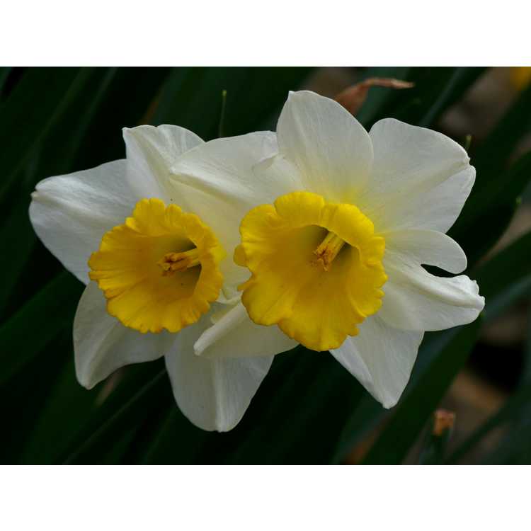 Narcissus 'Merels Favorite'