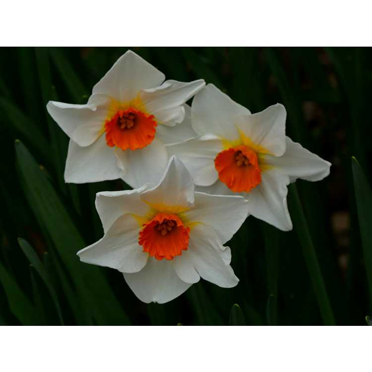 Narcissus 'Redhill'