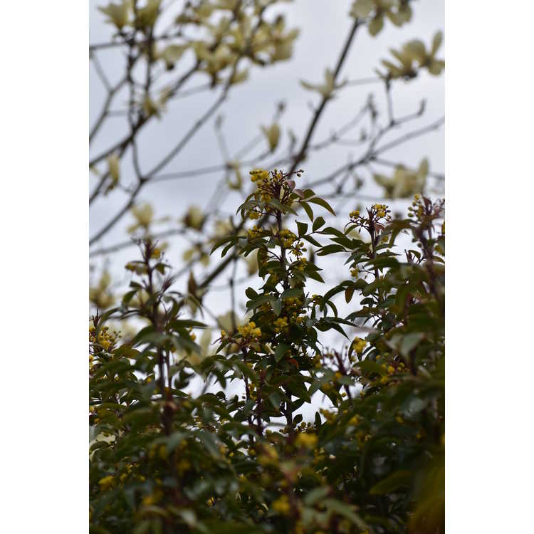 Mahonia gracilis - slender mahonia