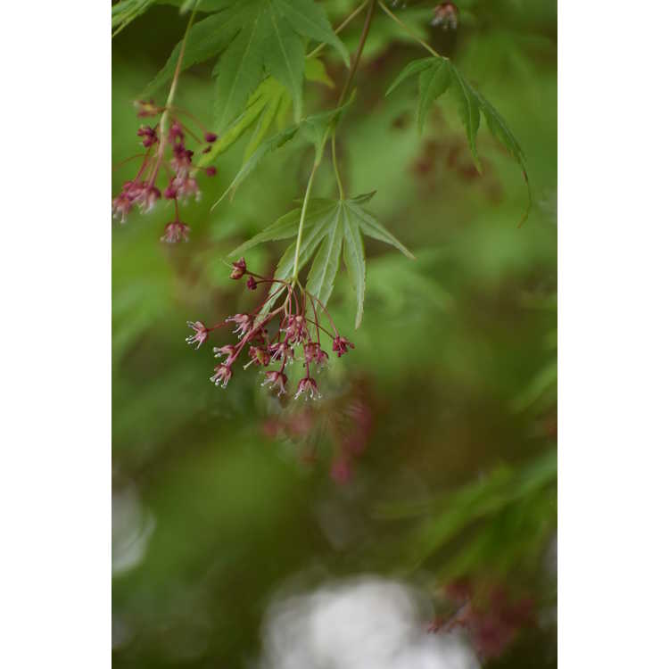Acer palmatum 'Sango kaku' - Japanese maple