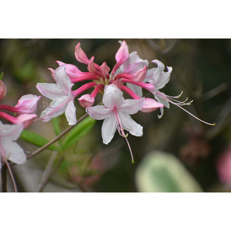 Rhododendron Spring Sensation