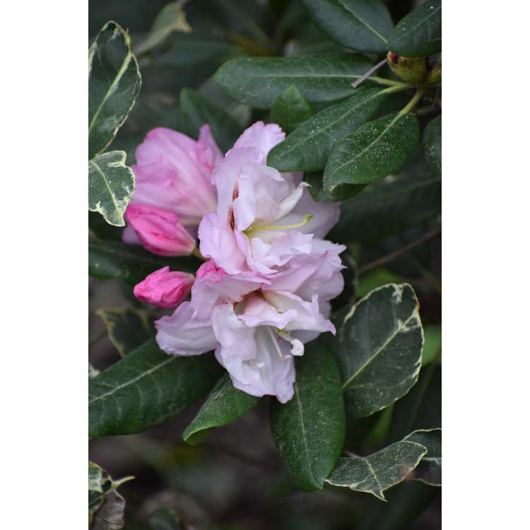 Rhododendron 'Janet Blair' - Southgate Breezy rhododendron