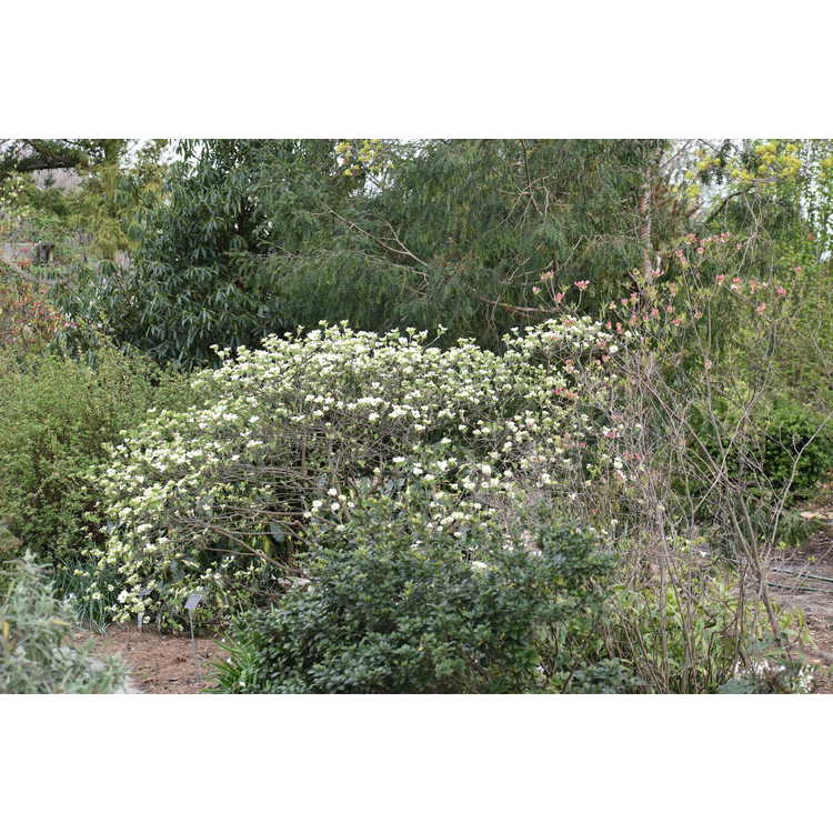 Cornus florida 'Suwanee Squat' - dwarf flowering dogwood
