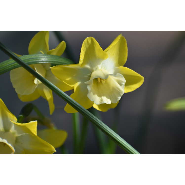 Narcissus 'Hillstar' - jonquilla daffodil