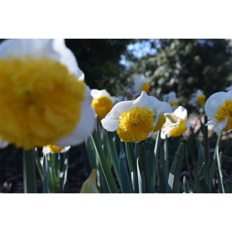 Narcissus 'Can Can Girl' - daffodil