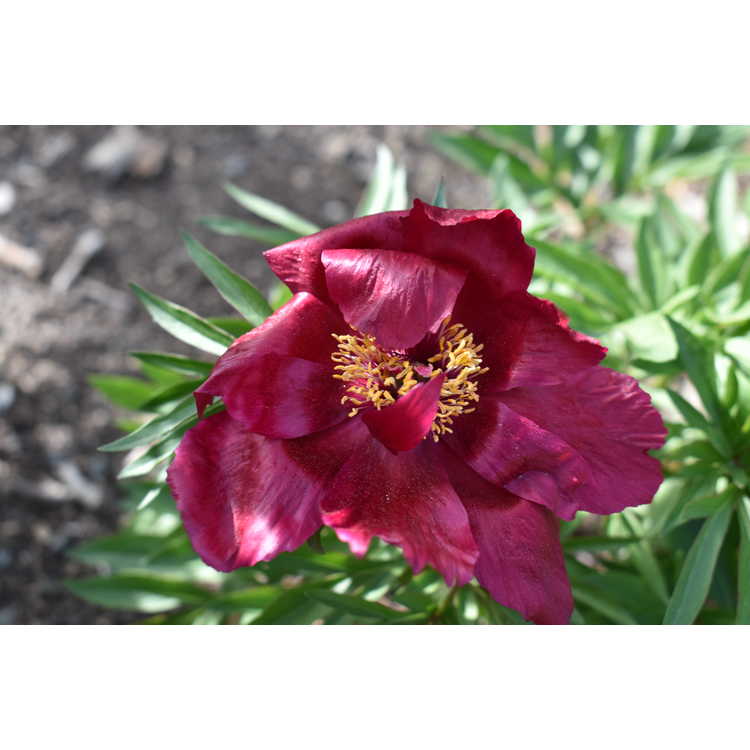 Paeonia 'Early Scout' - fern-leaf peony