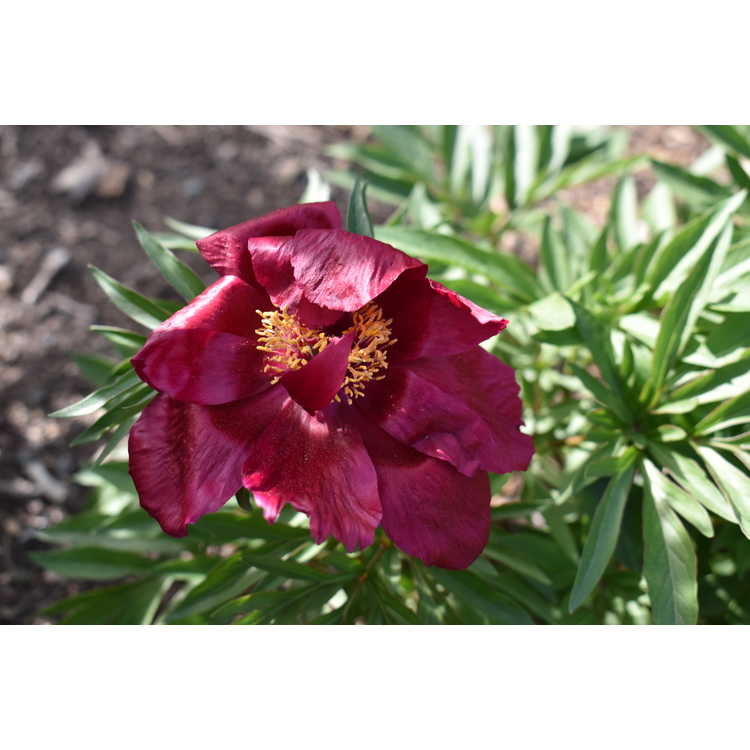 Paeonia 'Early Scout' - fern-leaf peony