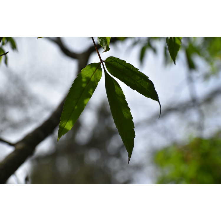 Acer mandschuricum - Manchurian maple