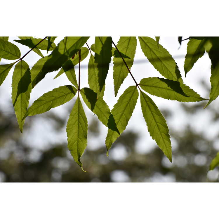 Acer mandschuricum - Manchurian maple