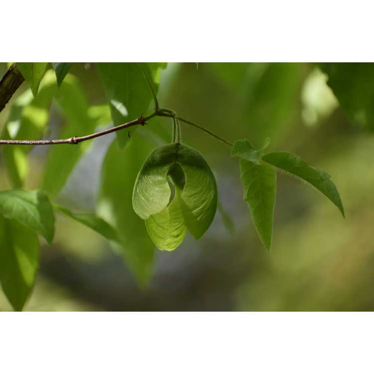Acer triflorum - three-flower maple