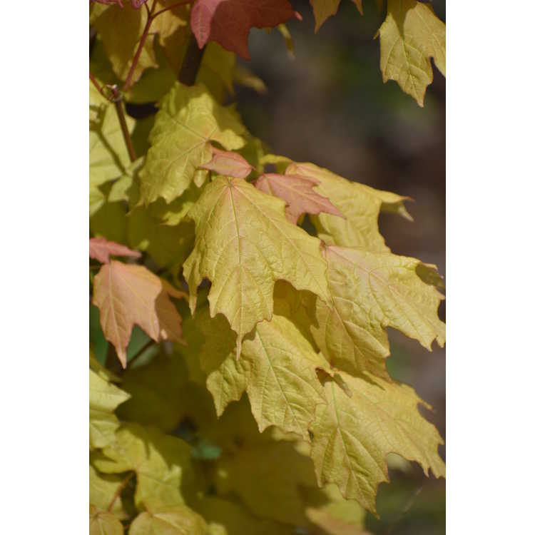 Acer skutchii 'Tequila Sunrise' - Mexican mountain sugar maple