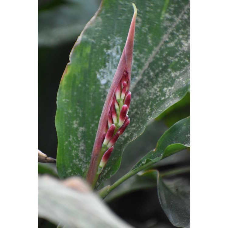 Alpinia japonica - Japanese ginger