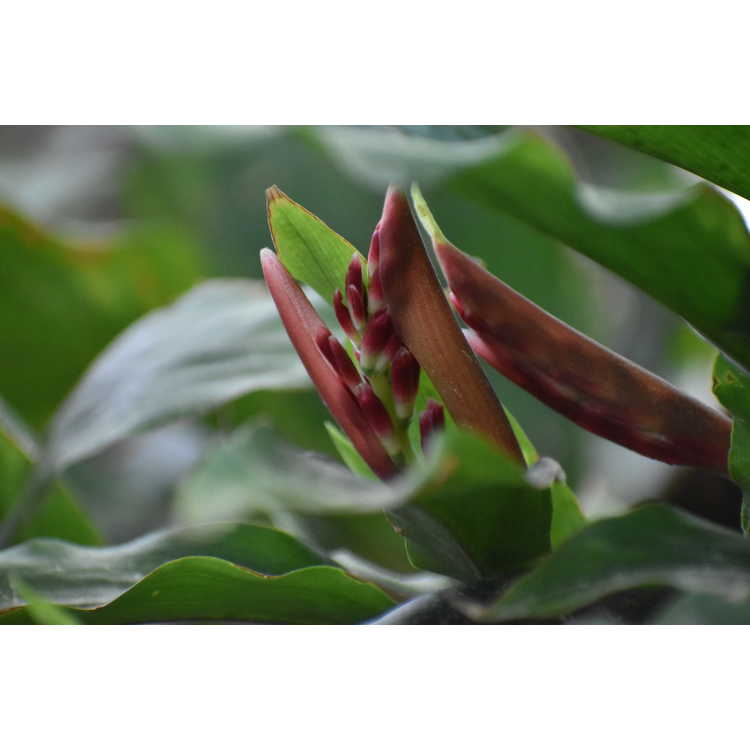 Alpinia japonica