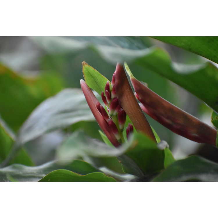 Alpinia japonica - Japanese ginger