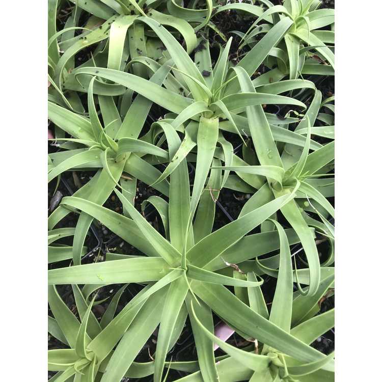 dwarf bracted century plant