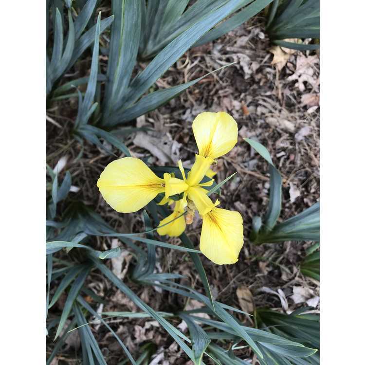 Iris monnieri - iris of Rhodes