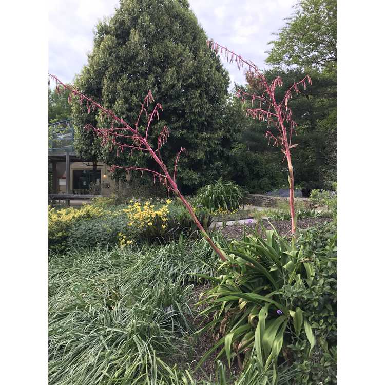 false red agave