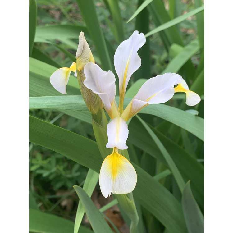 Iris (crocea hybrid)