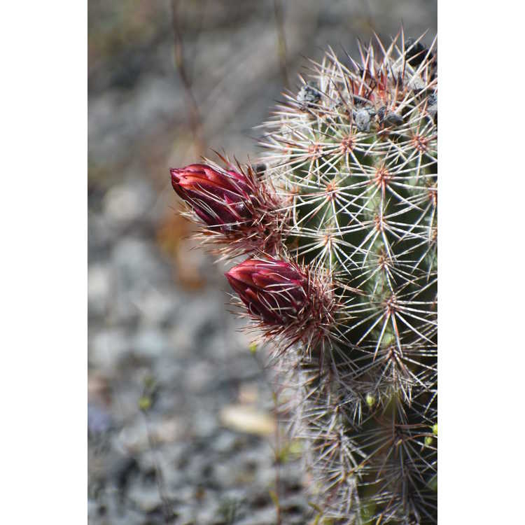 Roetter's hedgehog cactus