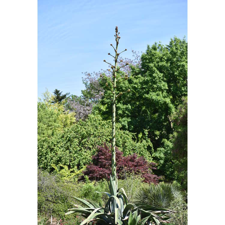 Agave salmiana var. ferox 'Logan Calhoun' - giant century plant