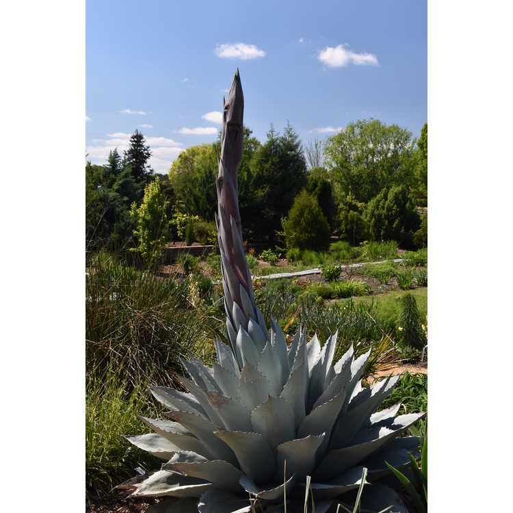 Agave ovatifolia 'Frosty Blue' - whale's tongue agave