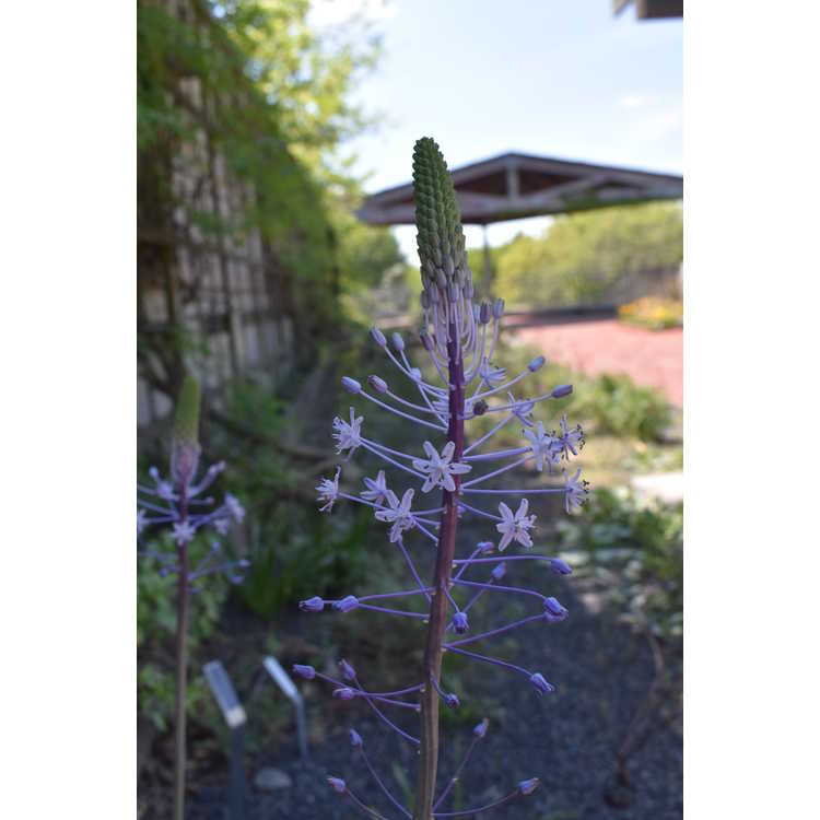 Scilla hyacinthoides - hyacinth squill