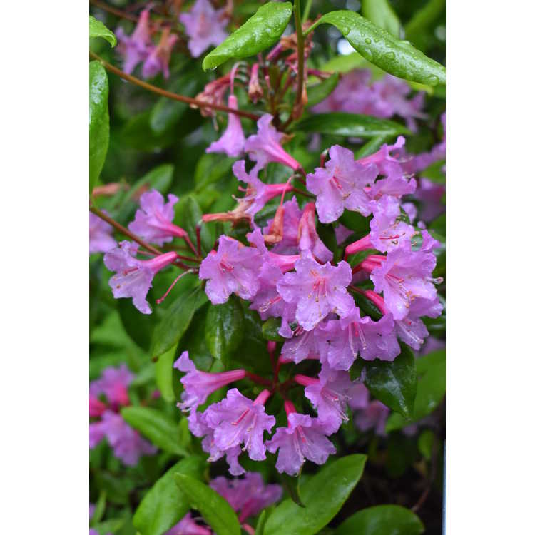 Rhododendron minus Southern Cerise
