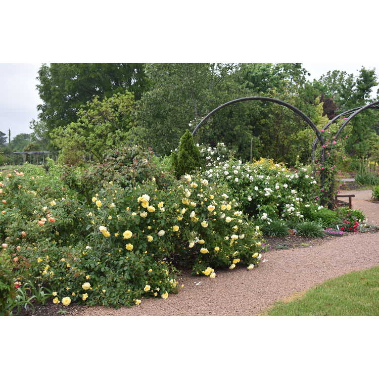 Finley-Nottingham Rose Garden