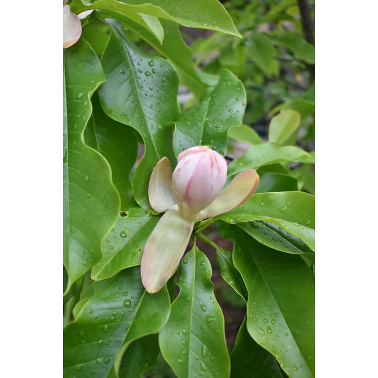 Magnolia 'Silk Road' × M. insignis