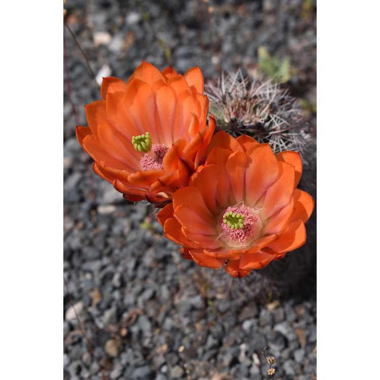Echinocereus ×roetteri - Roetter's hedgehog cactus