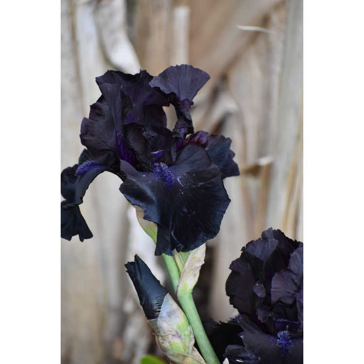 Iris 'Midnight Oil' - tall bearded iris