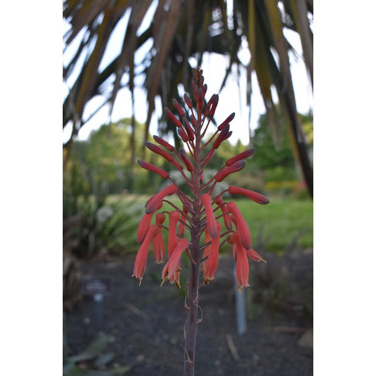 Aloe maculata 'Fort Worth'