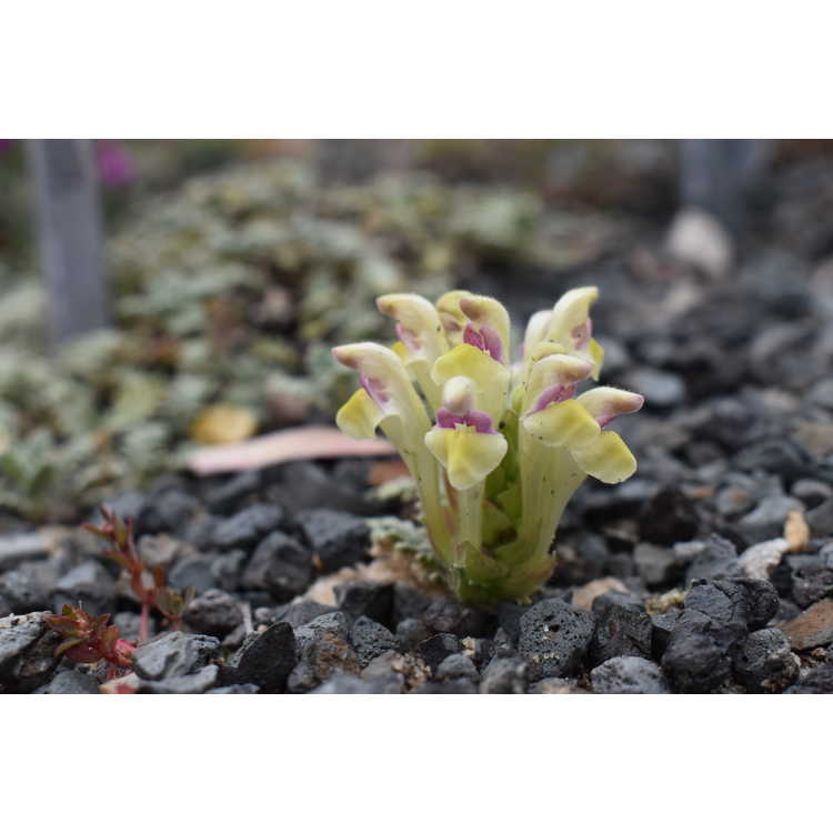 <em>Scutellaria przewalskii</em>