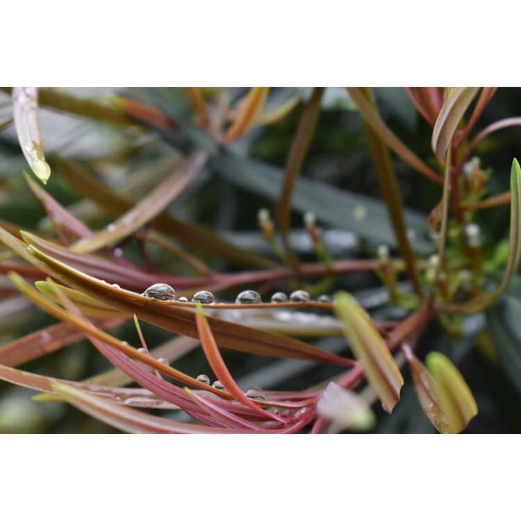 Podocarpus macrophyllus 'Akame' - red-tip Japanese yew