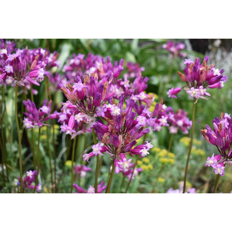 Dichelostemma congestum 'Pink Diamond' - fork-toothed ookow
