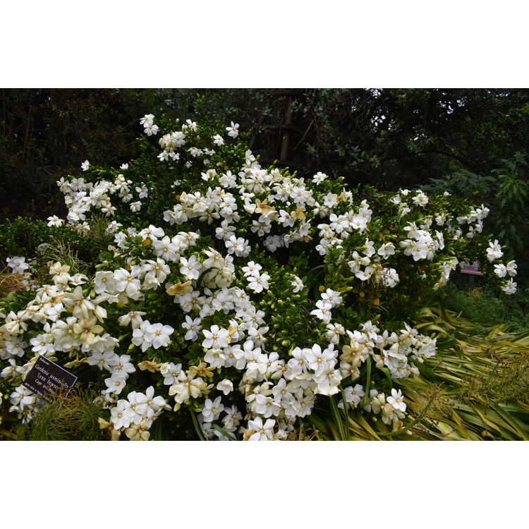 Gardenia jasminoides 'Lynn Lowrey'