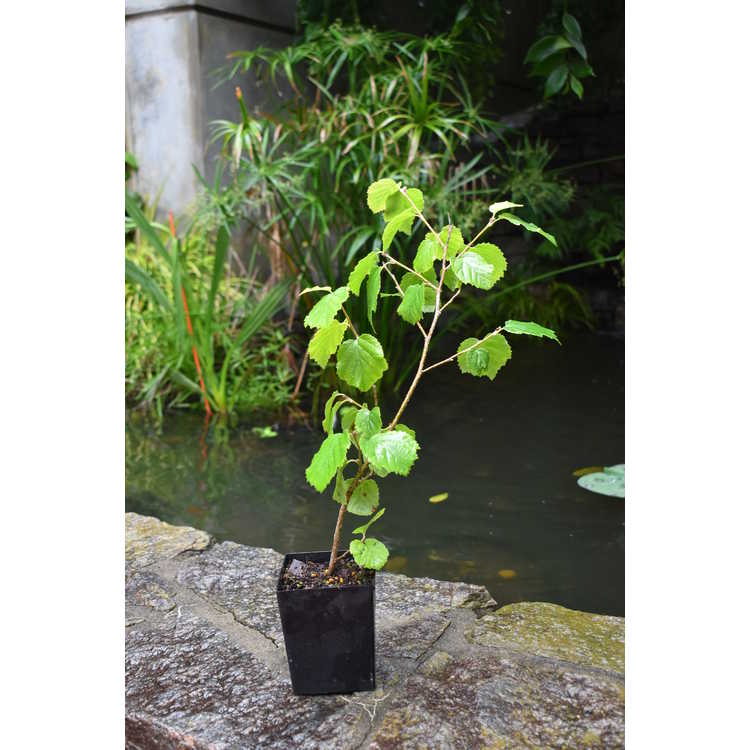 Parrotiopsis jacquemontiana - false ironwood