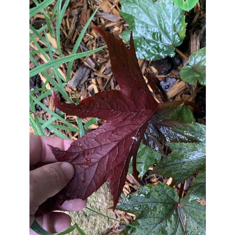 Begonia - begonia