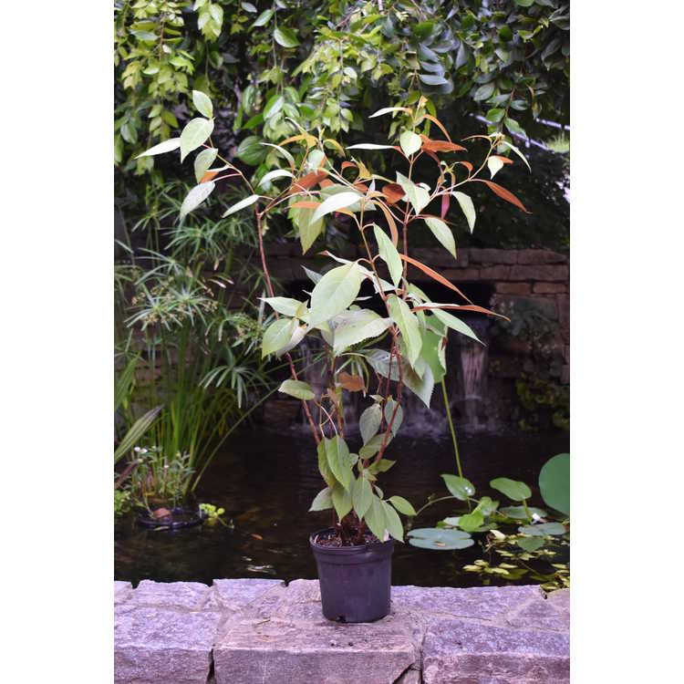 Hydrangea strigosa - Chinese hydrangea