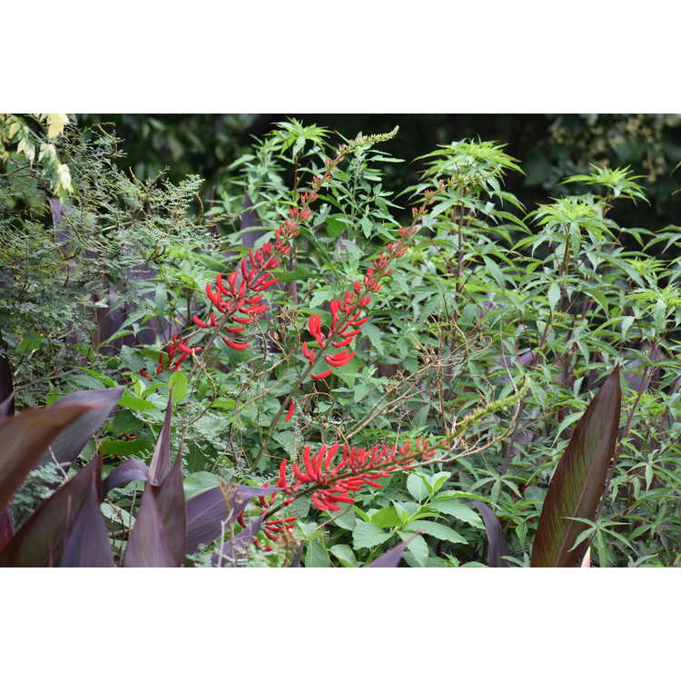 Erythrina ×bidwillii - coralbean hybrid