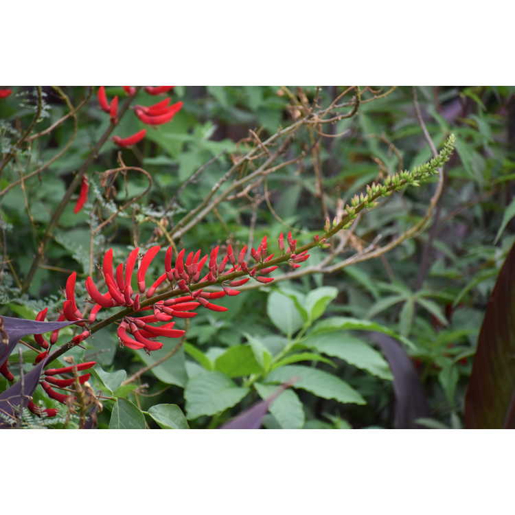 Erythrina ×bidwillii