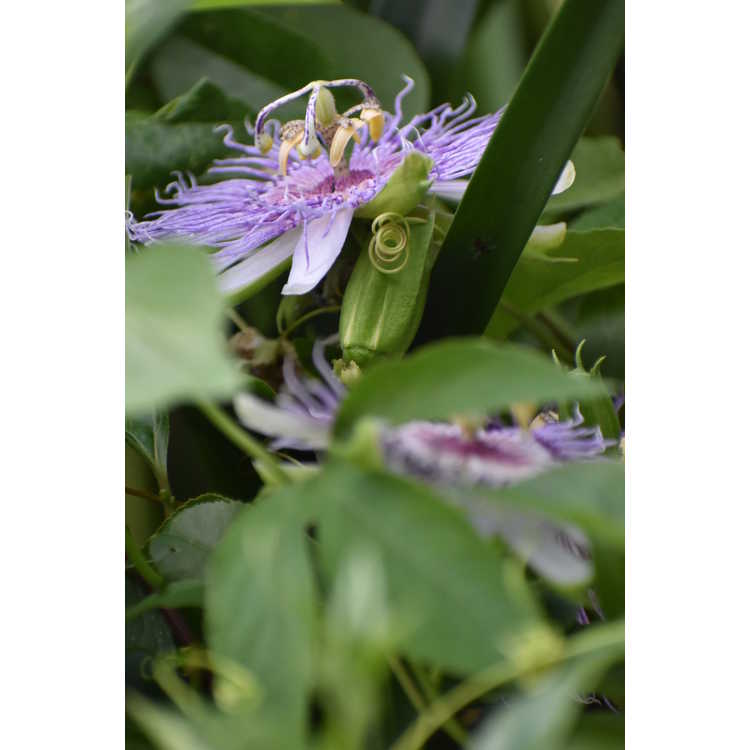 purple passionflower