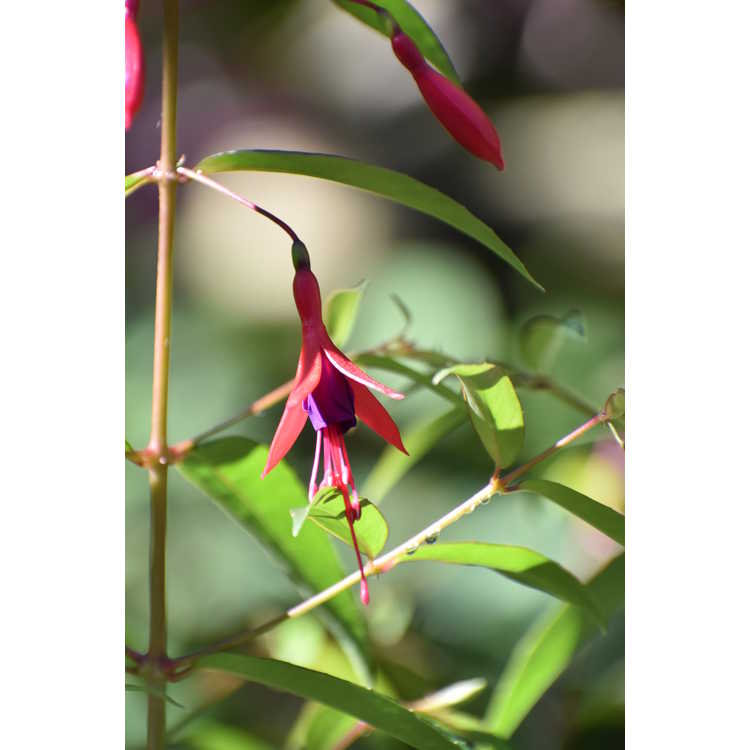 Fuchsia hatschbachii