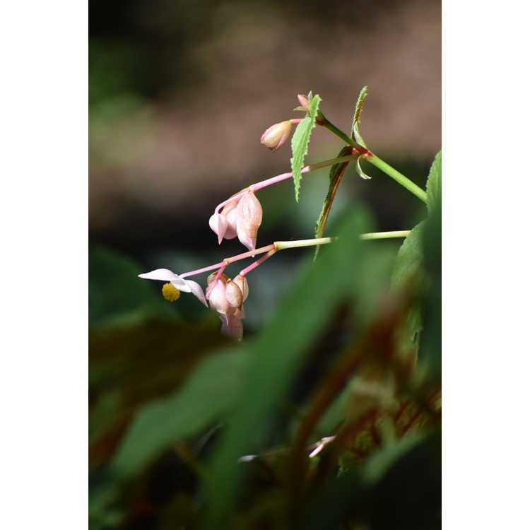 Begonia grandis 'Pink Teardrops'