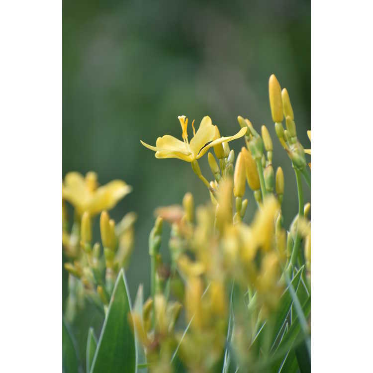 Belamcanda chinensis 'Hello Yellow' - yellow blackberry lily